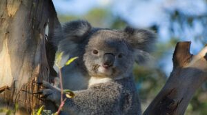 Koala