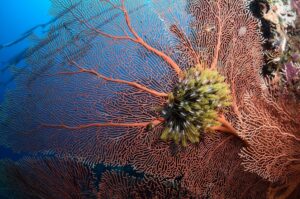 Barriera Corallina