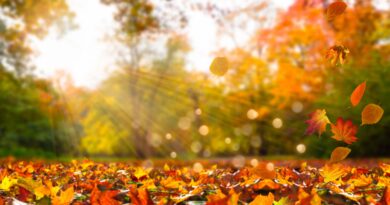 Autunno e il Foliage