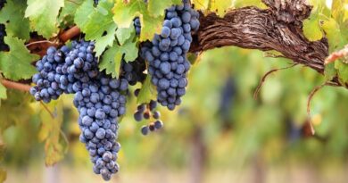Grappoli d'uva, il frutto senza il quale il vino non esiste e la degustazione sarebbe senza gusto