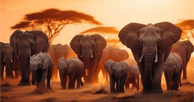 Con il nostro safari in Tanzania non importa se siete un piccolo gruppo o solo in due.