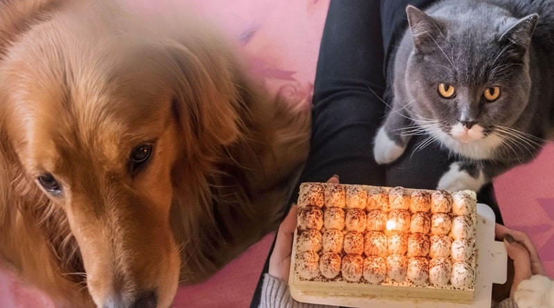 Sul sito di Purina si trovano anche consigli preziosi: dalla scelta dell’alimentazione in base all’età del tuo animale, alla gestione del peso, fino a trucchi per far convivere cane e gatto senza litigi