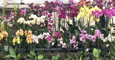 Viviana Lorenzini de Lo Scrigno di Nebbia guiderà il laboratorio sulla fisiologia delle orchidee: ovvero, capire come si comportano in natura per coltivarle meglio a casa