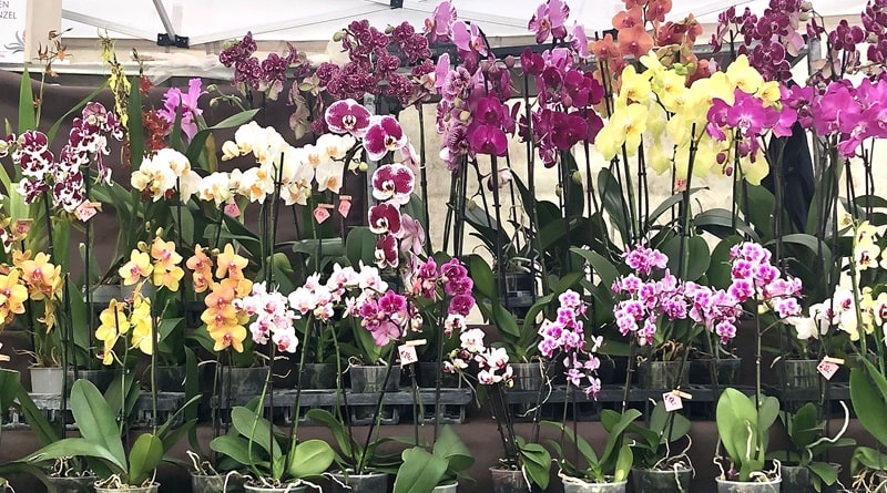 Viviana Lorenzini de Lo Scrigno di Nebbia guiderà il laboratorio sulla fisiologia delle orchidee: ovvero, capire come si comportano in natura per coltivarle meglio a casa
