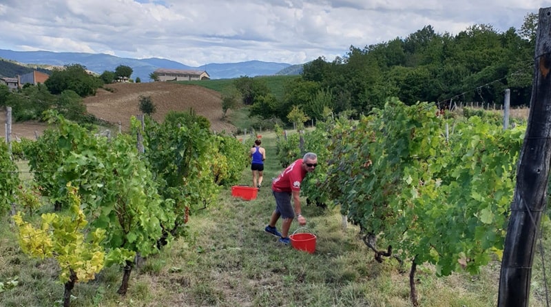 Vendemmia tra i filari dell’Oltrepò Pavese, raccolta manuale dell’uva per la cena e pranzo in vigna a Bagnaria