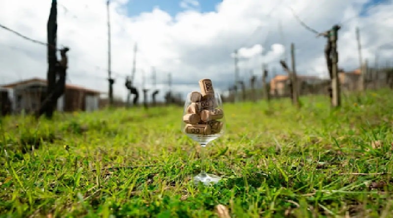 Calice pieno di tappi in sughero tra i filari della Cantina del Testimone in Toscana, evento EustachiORA a Milano novembre