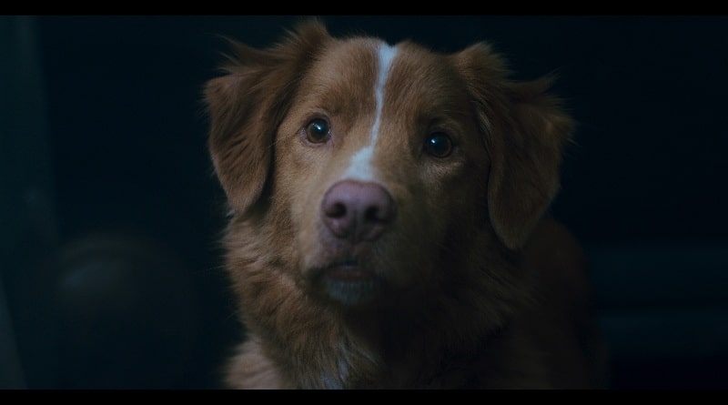 Il cane Indy, protagonista del film horror Good Boy, osserva con sguardo attento e preoccupato un pericolo invisibile nella nuova casa.