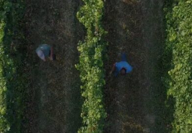 Degustazione vini biologici a Milano nei vigneti dei Fratelli Collavo