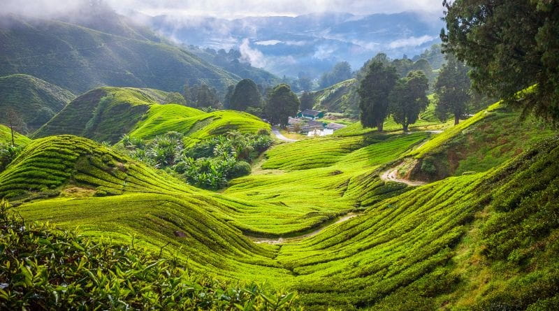 Piantagioni di tè nelle Cameron Highlands durante il tour della penisola malese tra natura tropicale e panorami verdi.