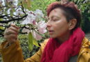 Maria Grazia Sartirana ammira le azalee in fiore a Villa Carlotta sul Lago di Como nei giardini di Tremezzina