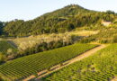 Vigneti dei Colli Tortonesi al tramonto, territorio del Timorasso protagonista di EustachiOra Milano degustazione vini