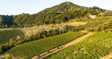 Vigneti dei Colli Tortonesi al tramonto, territorio del Timorasso protagonista di EustachiOra Milano degustazione vini