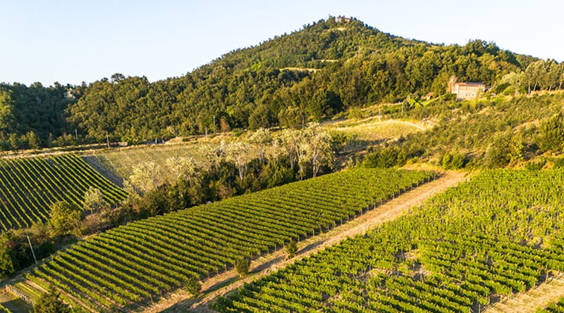 Vigneti dei Colli Tortonesi al tramonto, territorio del Timorasso protagonista di EustachiOra Milano degustazione vini