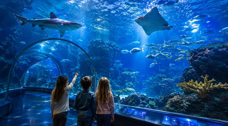 Bambini osservano squali, razze e pesci tropicali all'interno dell'Acquario di Genova durante una visita educativa tra le grandi vasche e il tunnel panoramico, una delle attrazioni più amate della Liguria per famiglie e scuole.