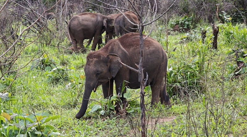 Elefanti asiatici in libertà durante un safari nel Parco Nazionale di Minneriya, Sri Lanka.