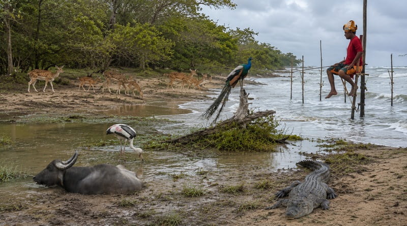 Collage fotografico dello Sri Lanka con pescatore su palafitta, bufalo d'acqua, coccodrillo, cervi, uccelli e paesaggi del Parco Nazionale di Yala durante un viaggio tra natura selvaggia e tradizioni locali.