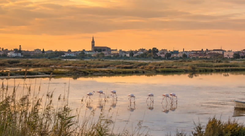 Fenicotteri rosa nelle Valli di Comacchio al tramonto, nel Delta del Po in Emilia-Romagna
